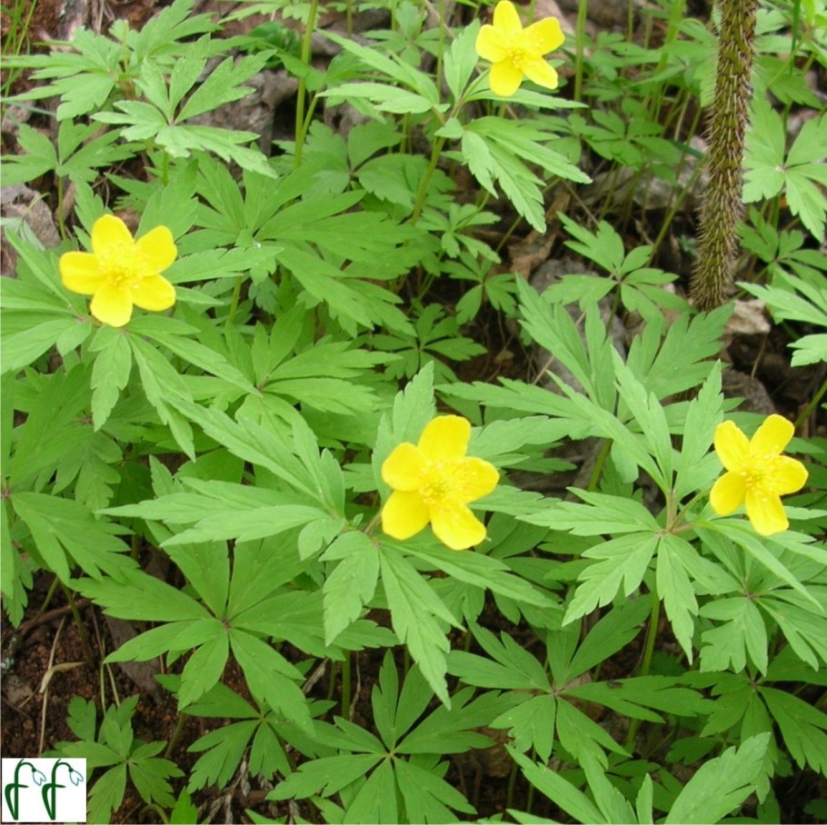 Ветреница Лесная