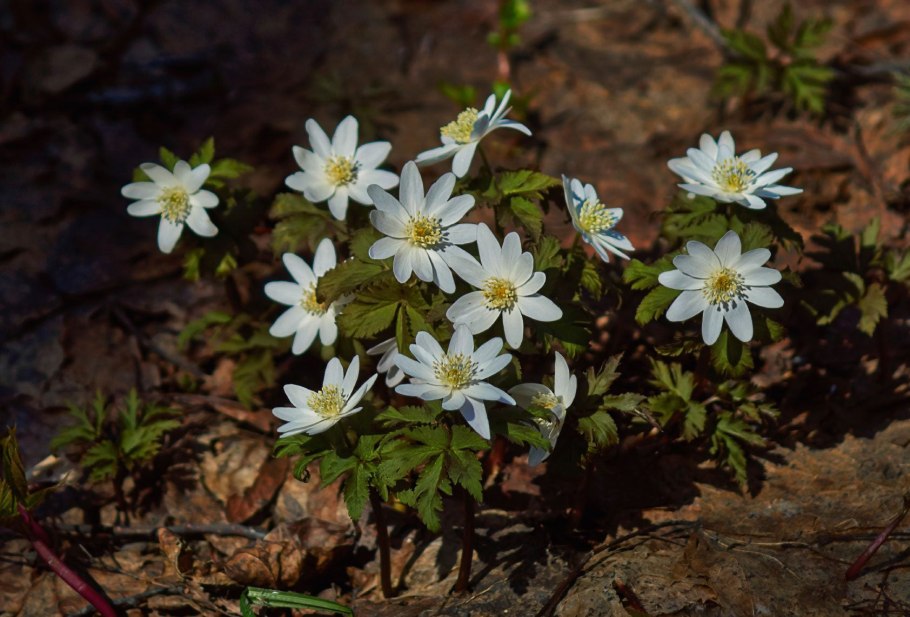 Анемона Дубравная Anemone Sylvestris