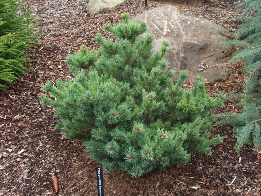 Сосна Pinus parviflora Fukai