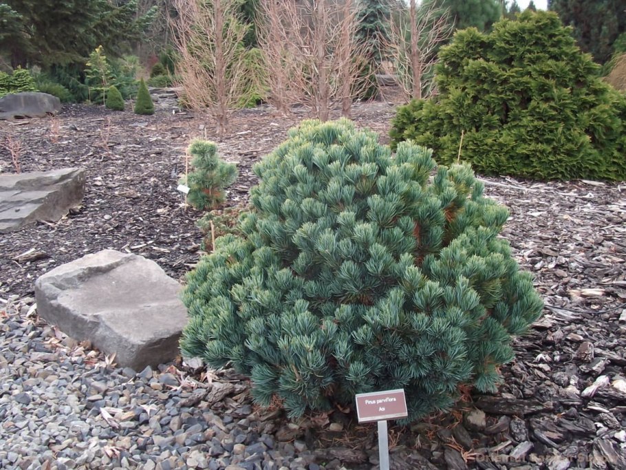 Pinus parviflora