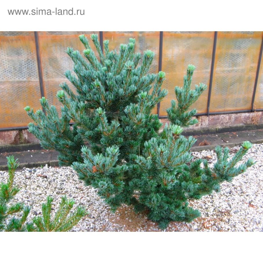 Сосна Парвифлора Глаука