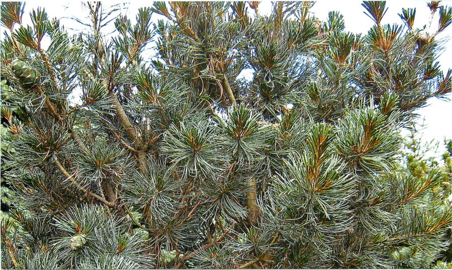 Pinus parviflora Hagoromo