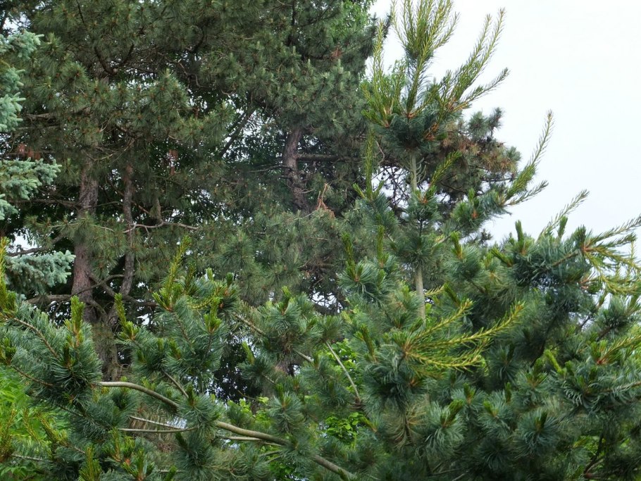 Сосна Веймутова, Банкса