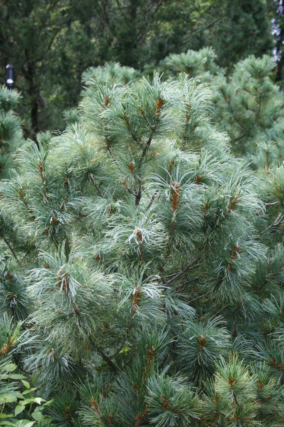 Сосна мелкоцветковая Adcock s Dwarf