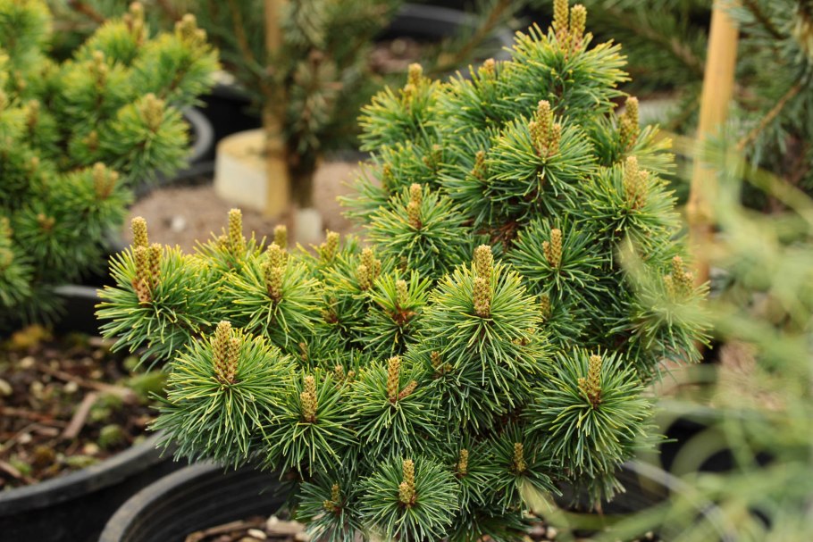 Pinus parviflora 'koraku'