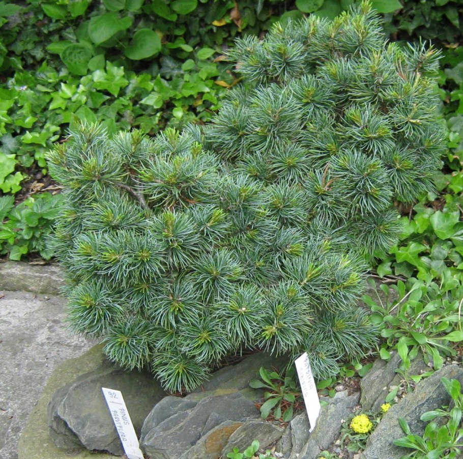 Pinus parviflora Hani