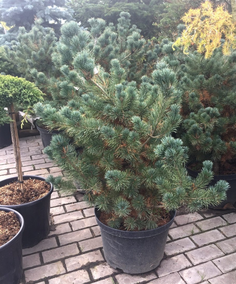 Pinus parviflora pentaphylla glauca