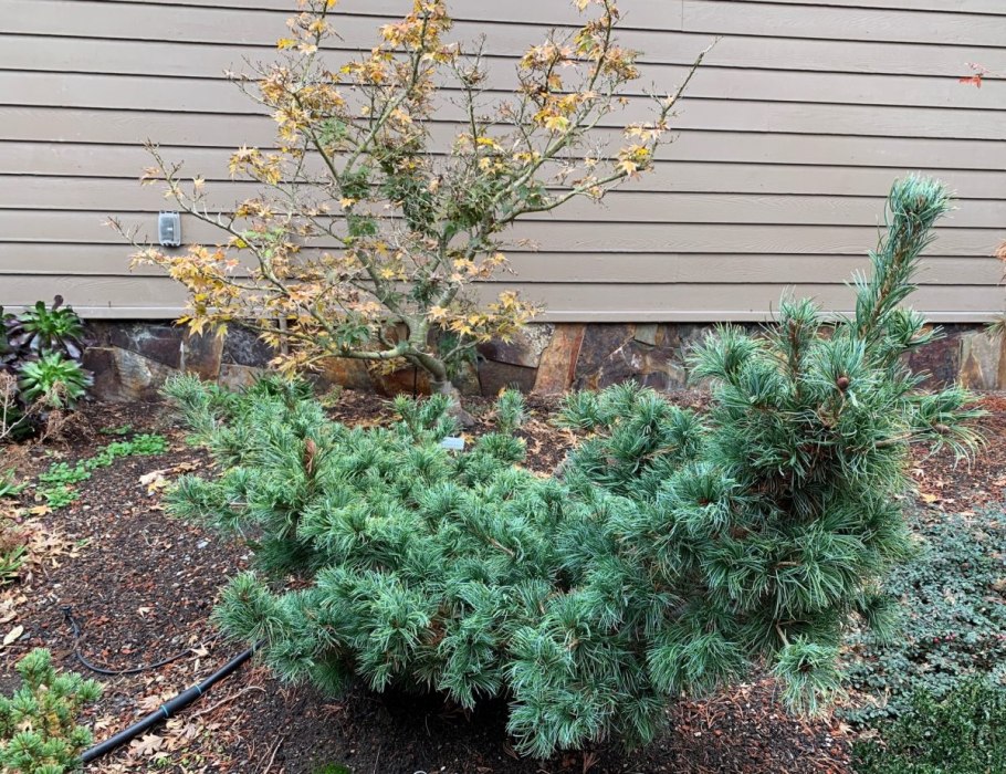 Pinus parviflora 'Himburgii'