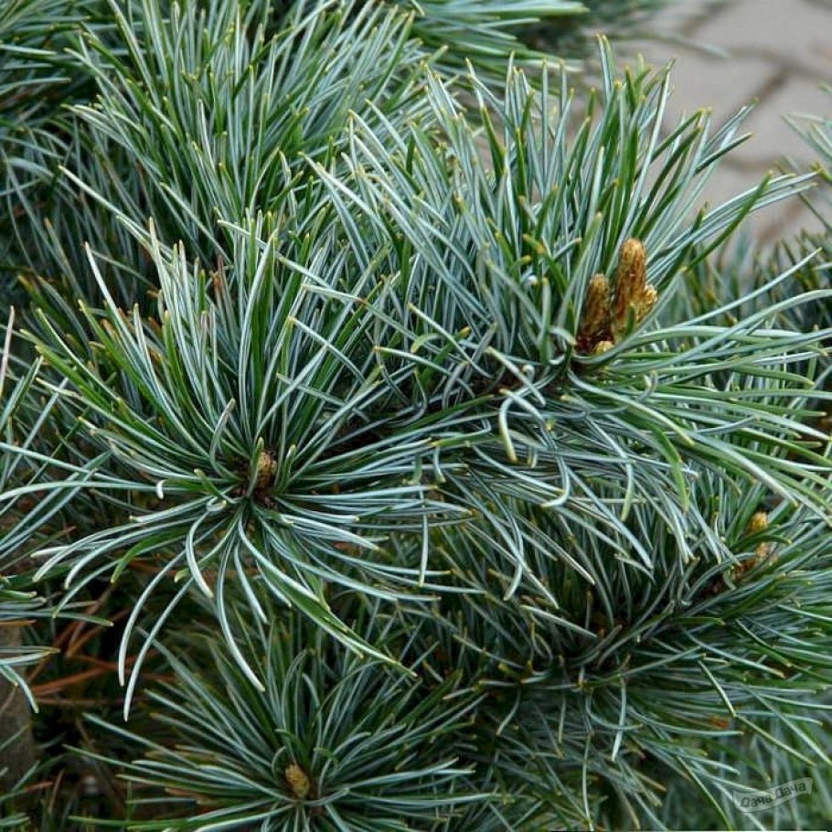 Сосна мелкоцветковая "Fuku-zu-mi"