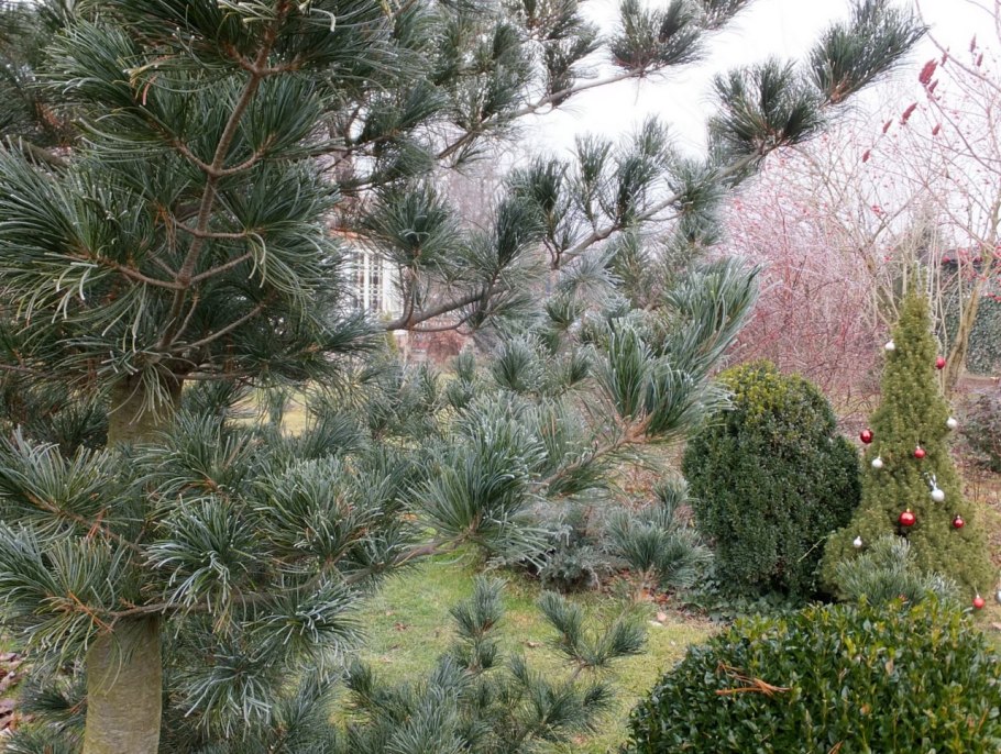 Сосна Негиши