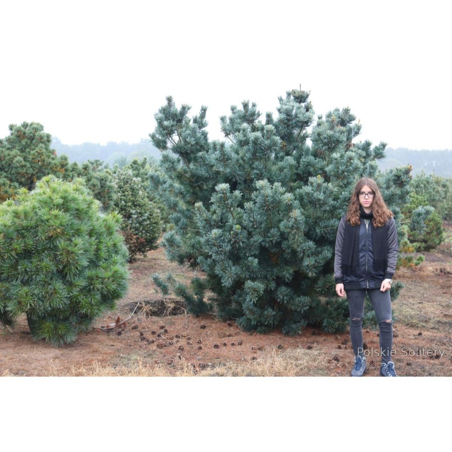 Сосна Кедровая Глаука