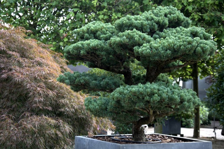 Pinus parviflora Negishi