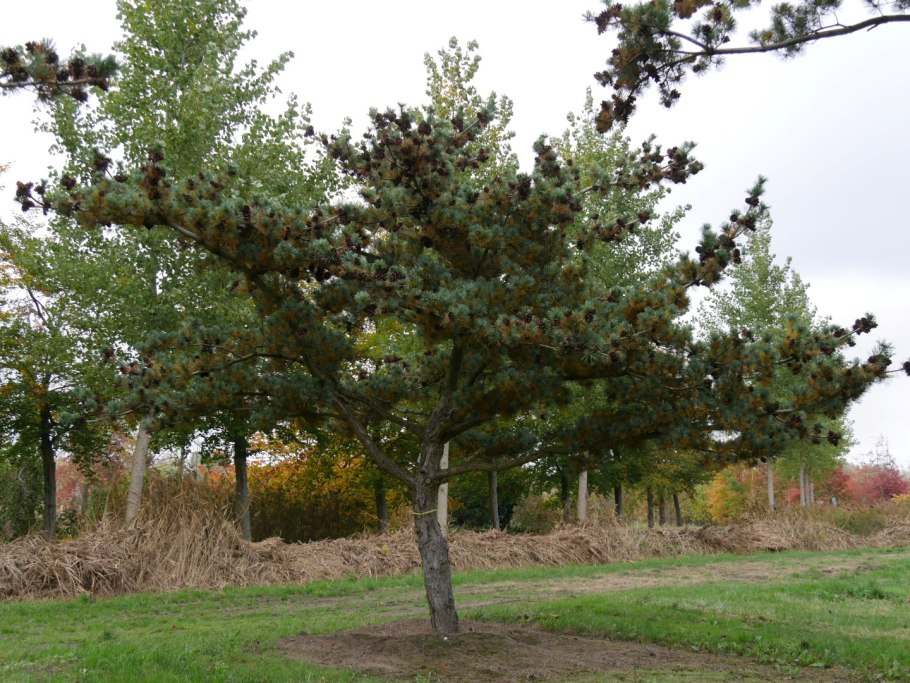 Сосна Беран мелкоцветковая