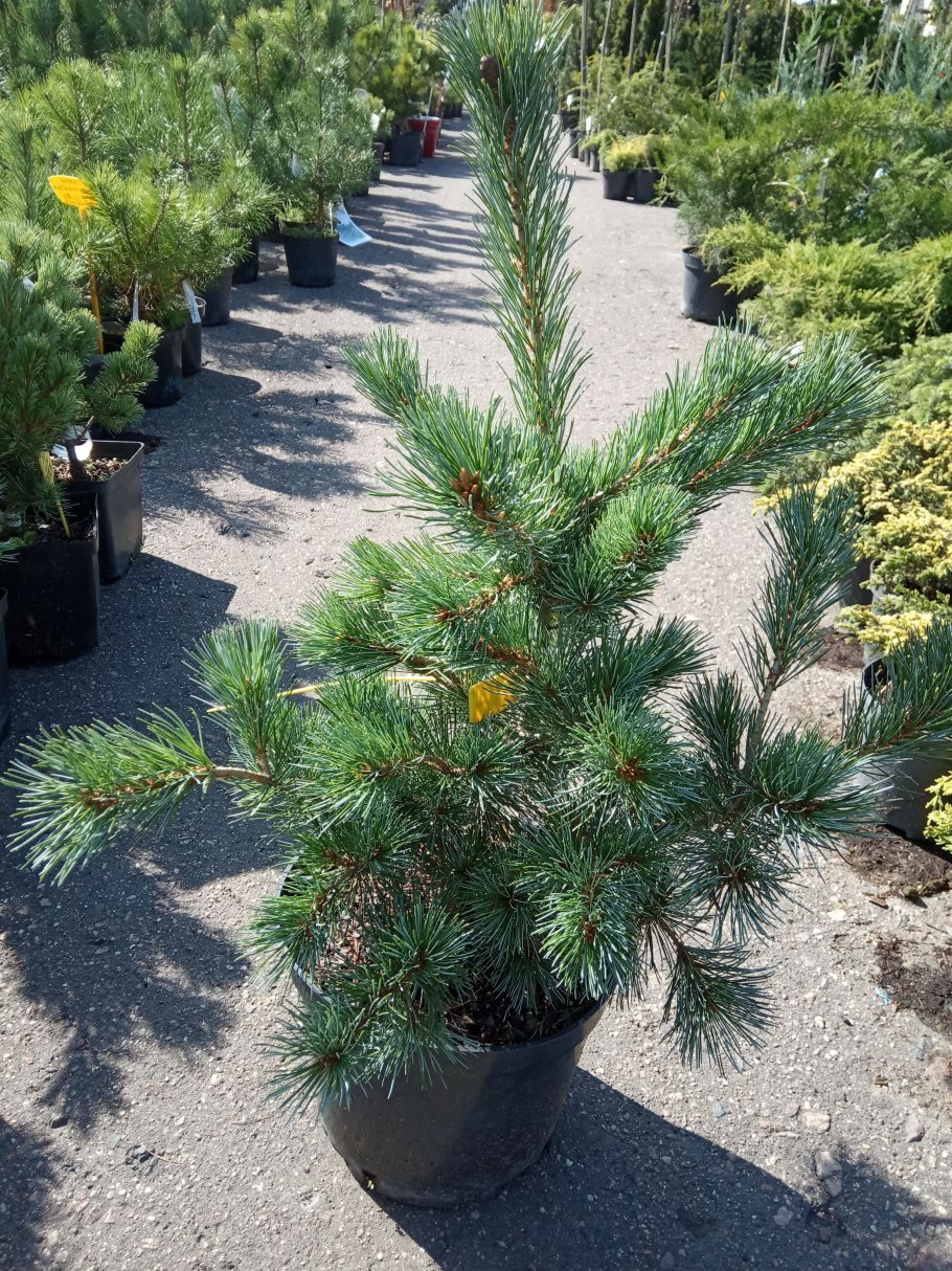 Сосна Парвифлора Бергман