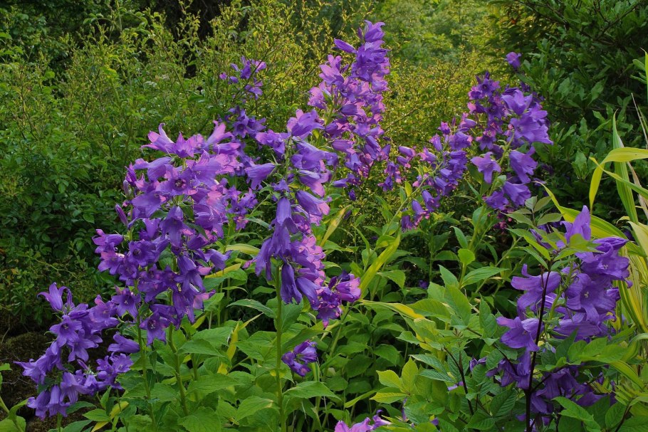Колокольчик широколистный (Campanula latifolia)