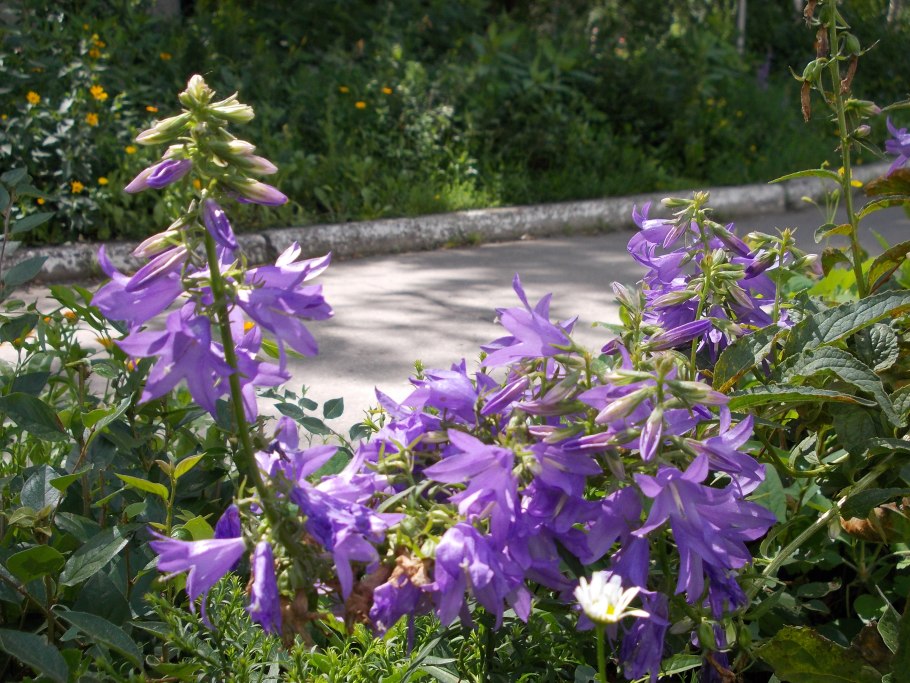 Колокольчик персиколистный Эрлион