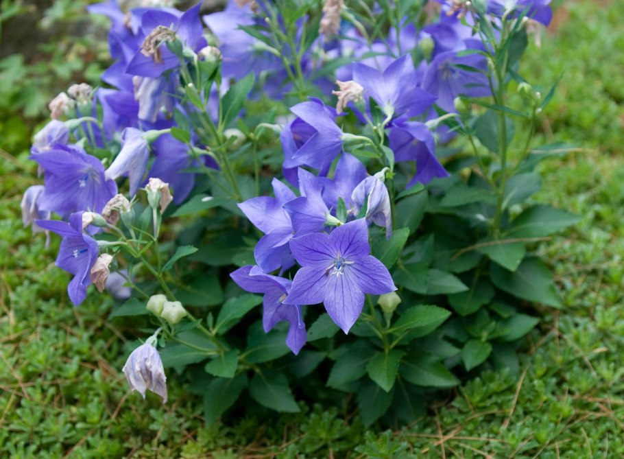 Колокольчик Campanula latifolia