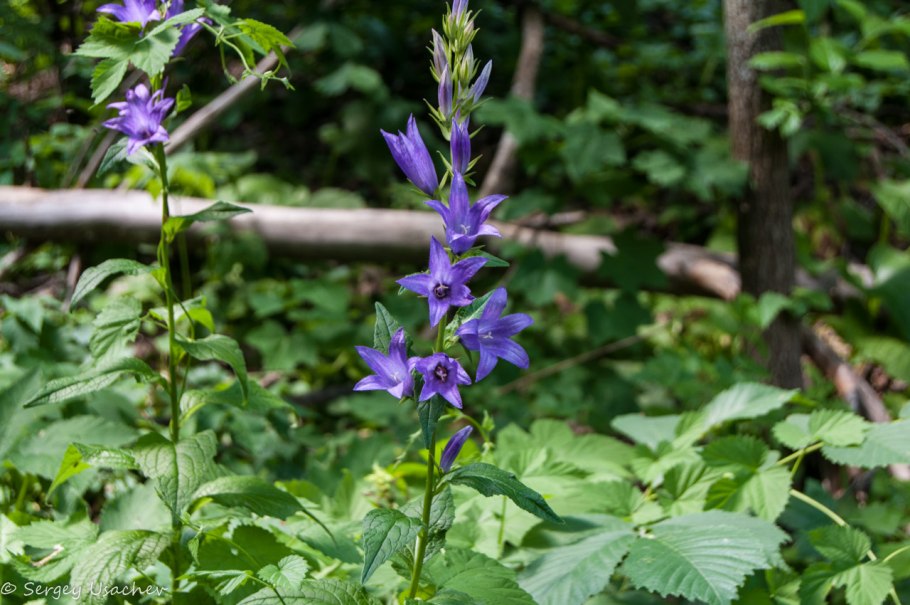 Колокольчик Риверслея