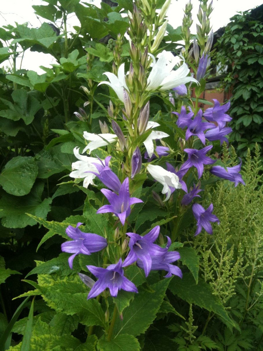 Колокольчик белое облако