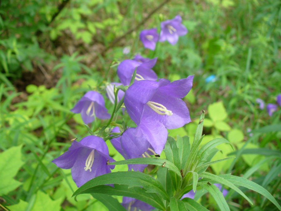 Колокольчик Campanula glomerata Freya