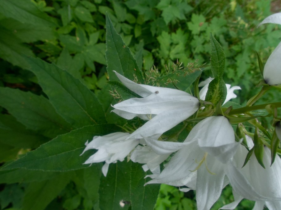 Колокольчик широколистный