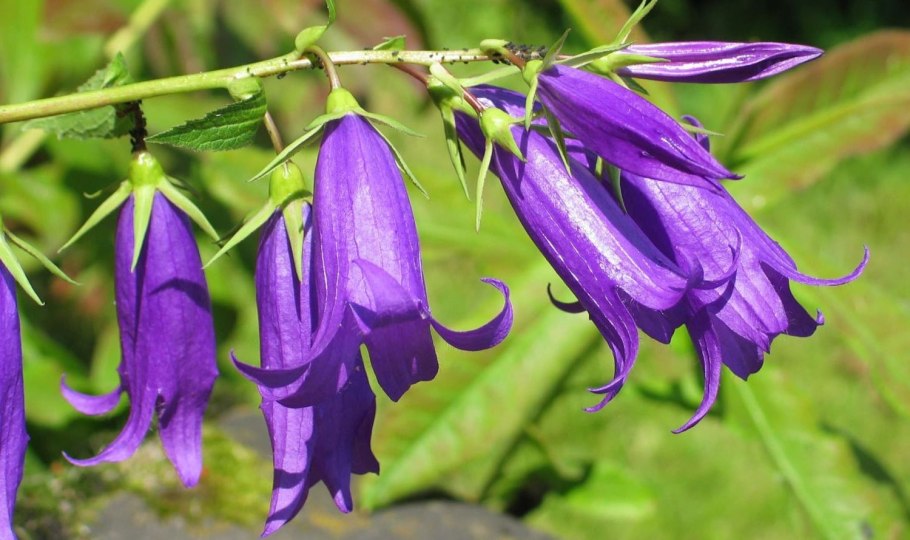 Campanula (колокольчик) trachelium