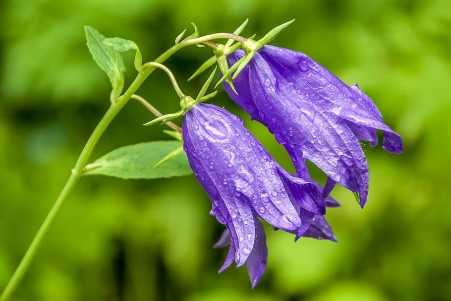 Колокольчик Collina