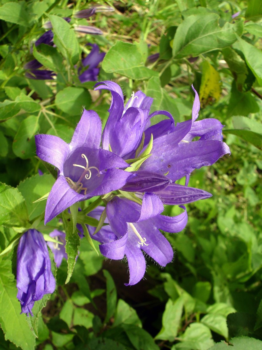 Колокольчик широколистный