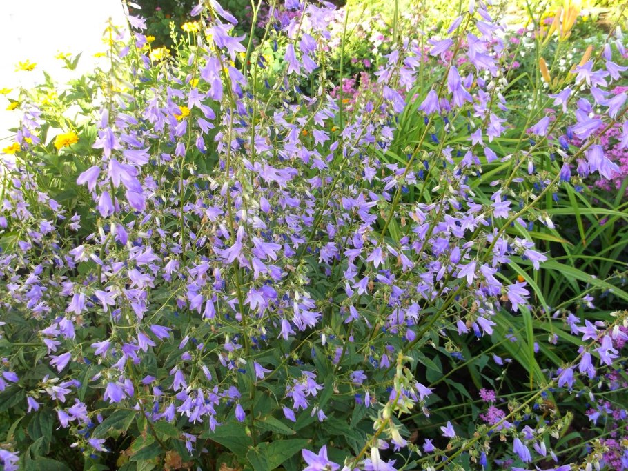 Растение колокольчик широколистный