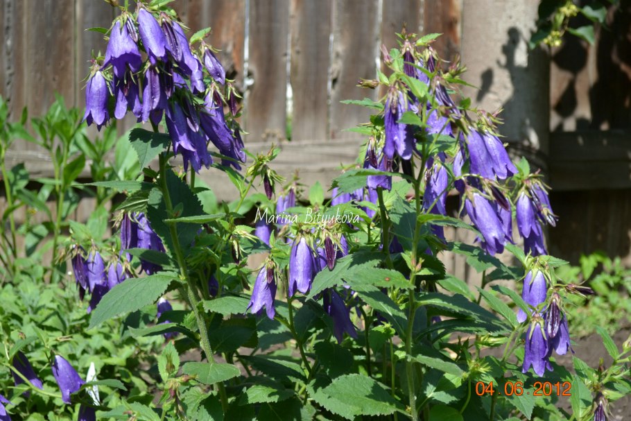 Садовый колокольчик многолетний кампанула