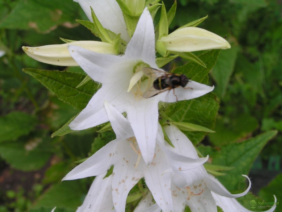 Колокольчик платикодон голубой