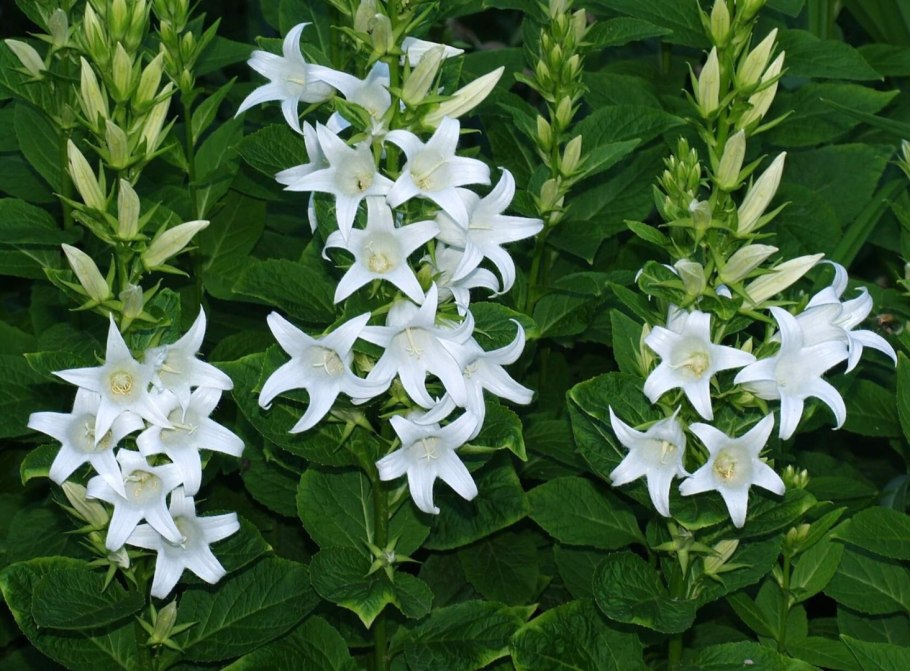 Колокольчик крапиволистный