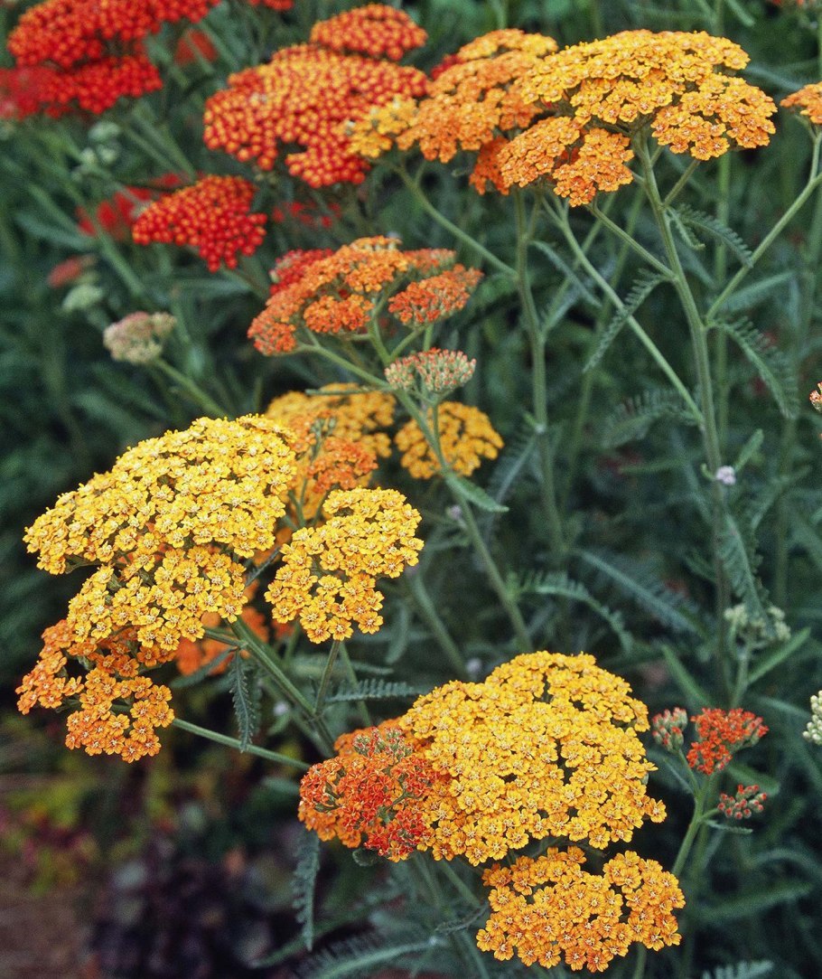 Тысячелистник Achillea "Red Velvet"