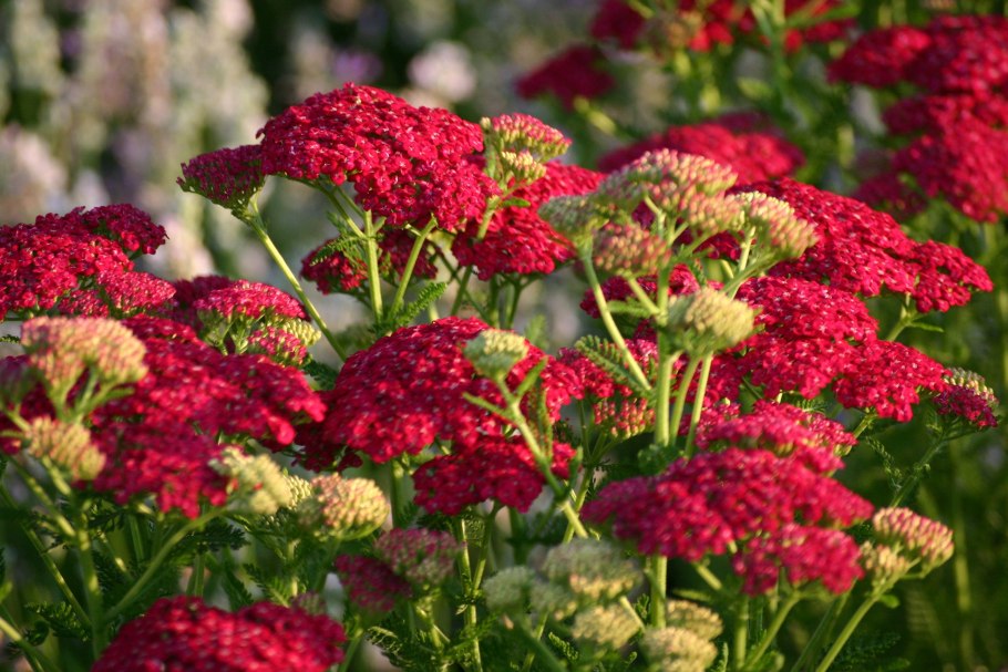 Тысячелистник Миллефолиум паприка