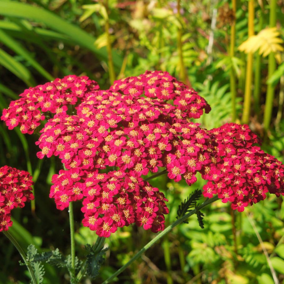 Тысячелистник Achillea "Red Velvet"