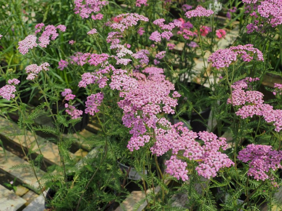 Тысячелистник обыкновенный Саммервайн