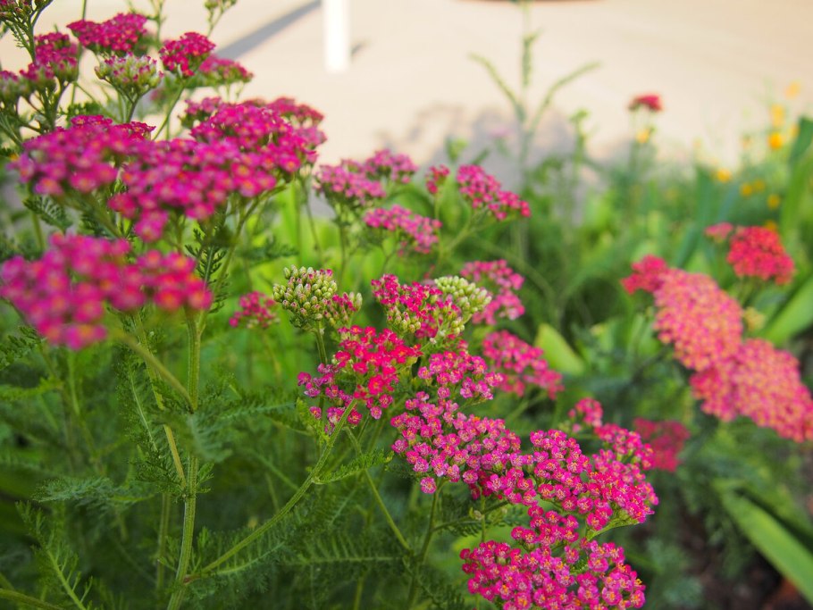 Травы Кубани