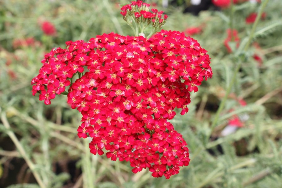 Ахиллея (тысячелистник) паприка