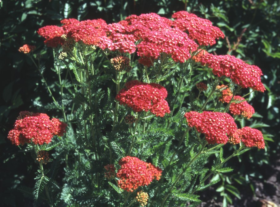 Тысячелистник летняя вишня