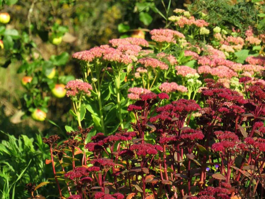 Тысячелистник Achillea "Summerwine"