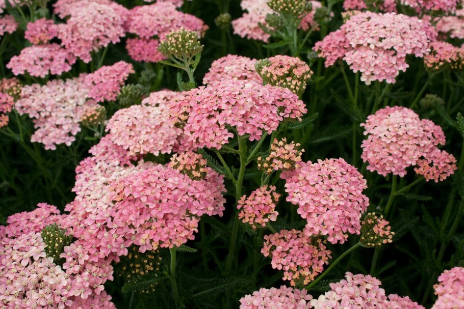 Тысячелистник Achillea Pineapple Mango
