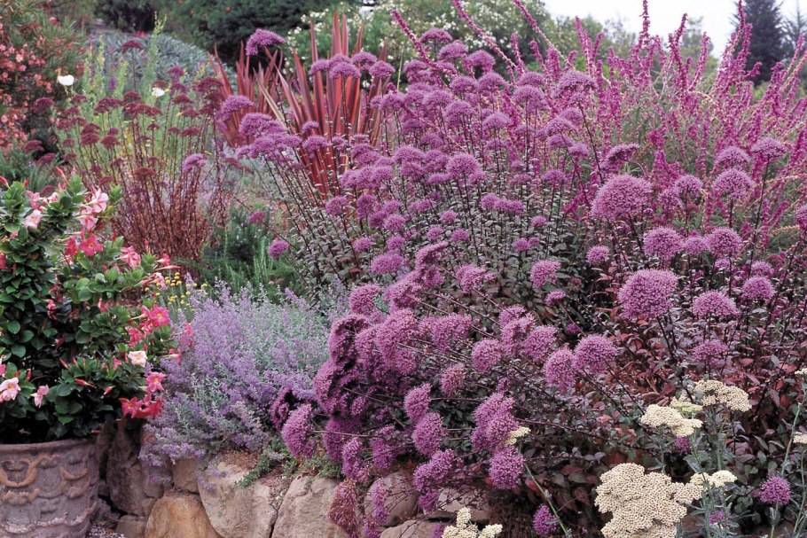 Тысячелистник саммер Беррис