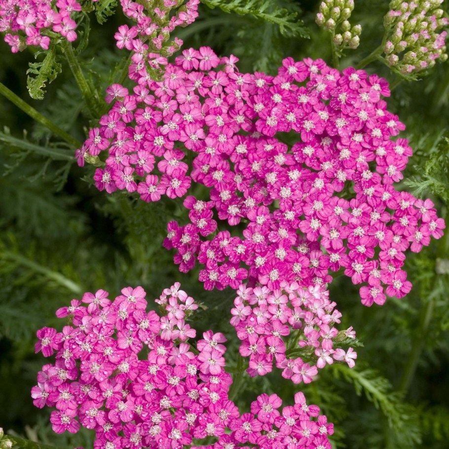 Тысячелистник millefolium New Vintage Red