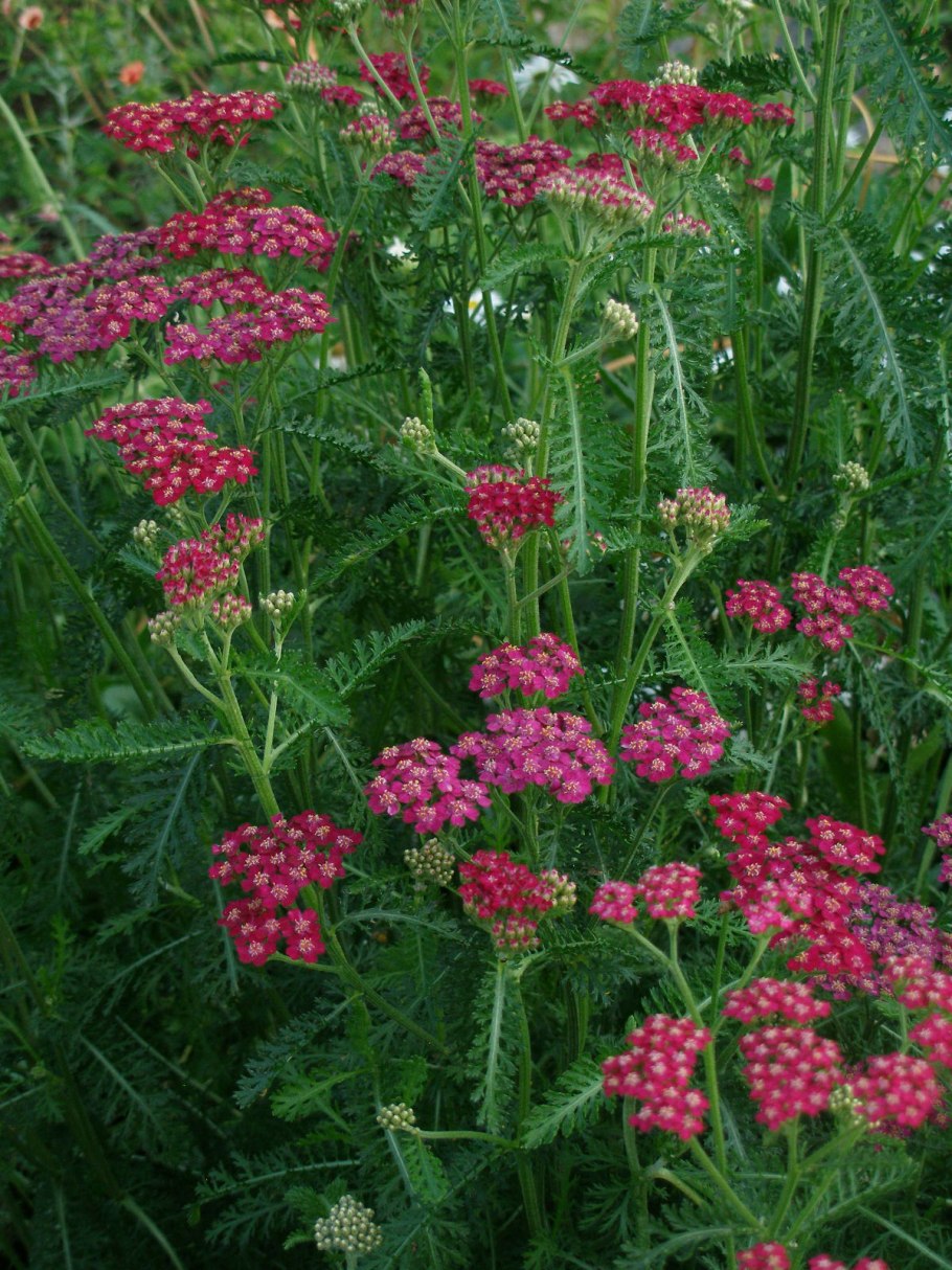 Тысячелистник Цериз Квин