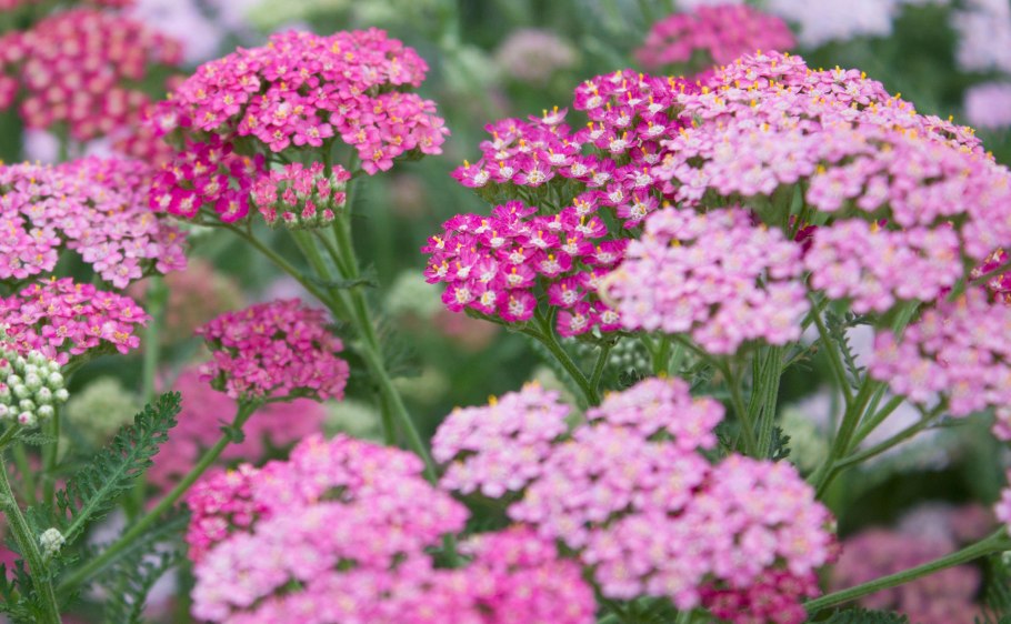 Тысячелистник Строуберри седакшен