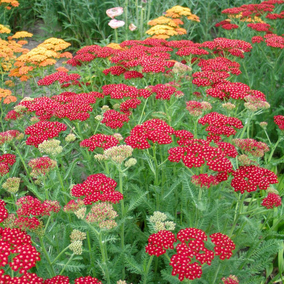 Тысячелистник Лаура