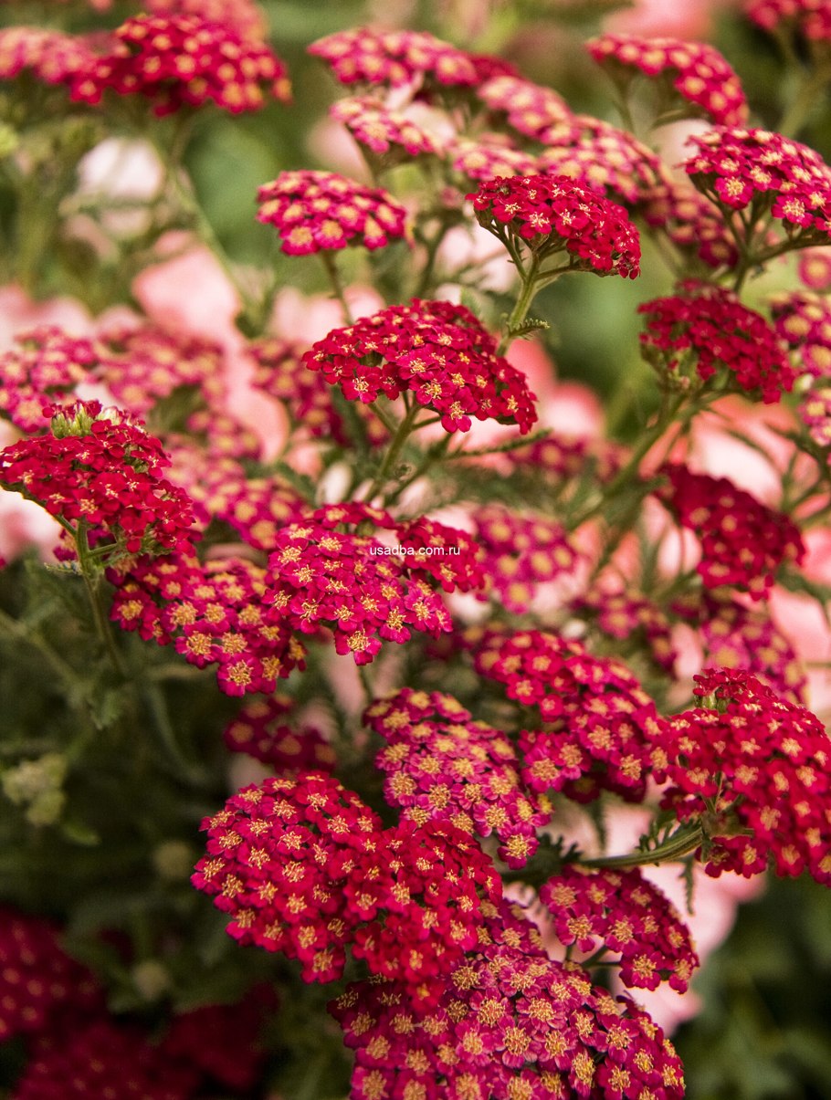 Тысячелистник Walther Funcke