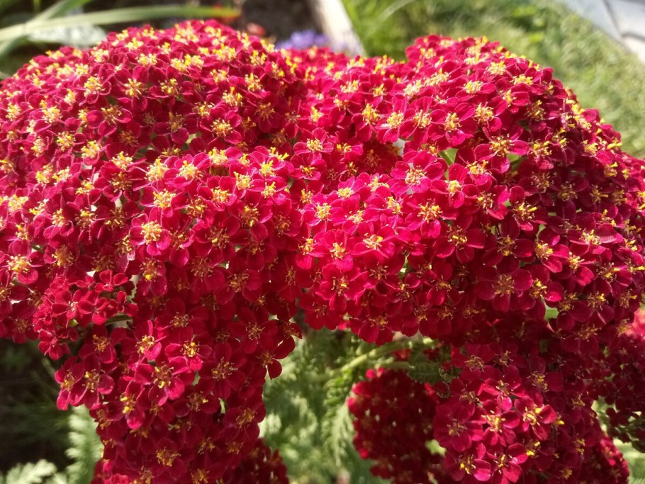 Тысячелистник Вишневая Королева