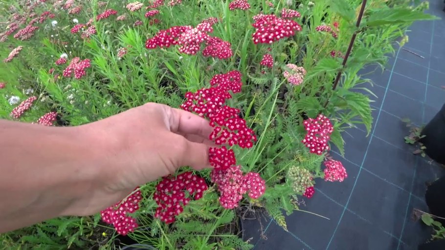 Тысячелистник ред вельвет