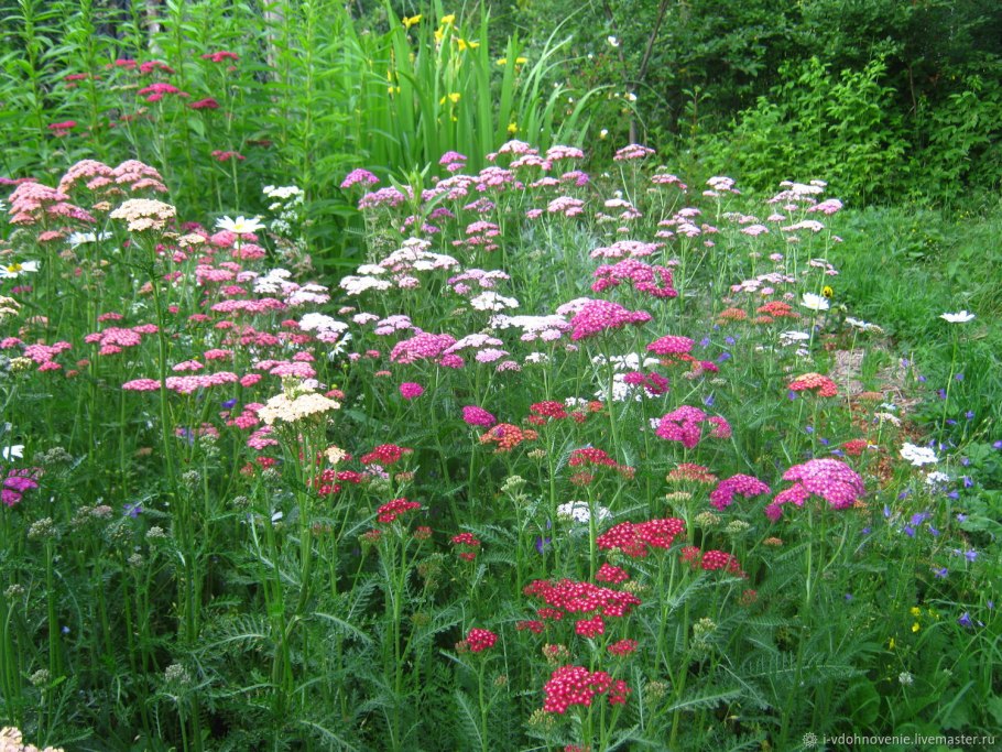 Кентрантус (валериана красная) Кокцинеус